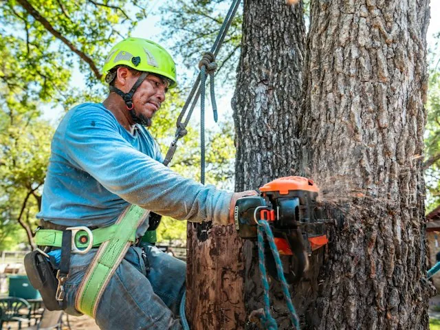 an arborist cutting a tree trunk with a chainsaw